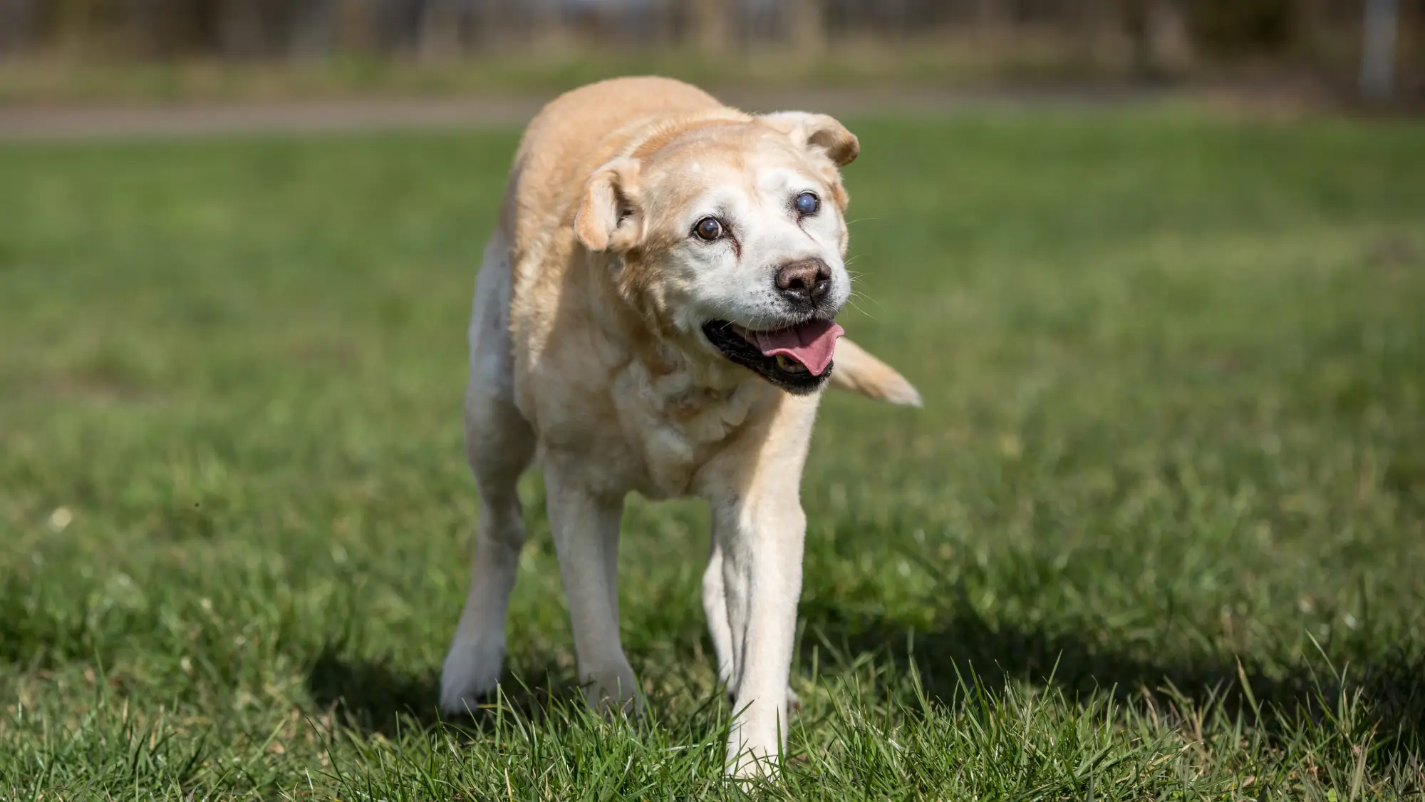 Arthrose bei Hunden: Älterer Labrador mit steifem Gang läuft langsam über eine Wiese.
