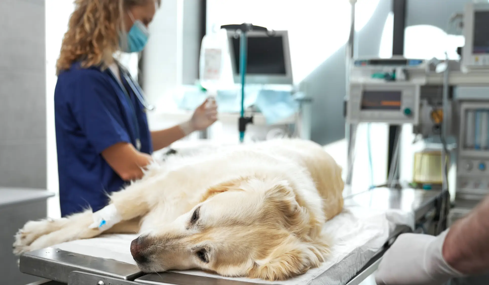 Hund nach Operation auf Behandlungstisch – Heilungsdauer nach der OP-Naht beim Hund