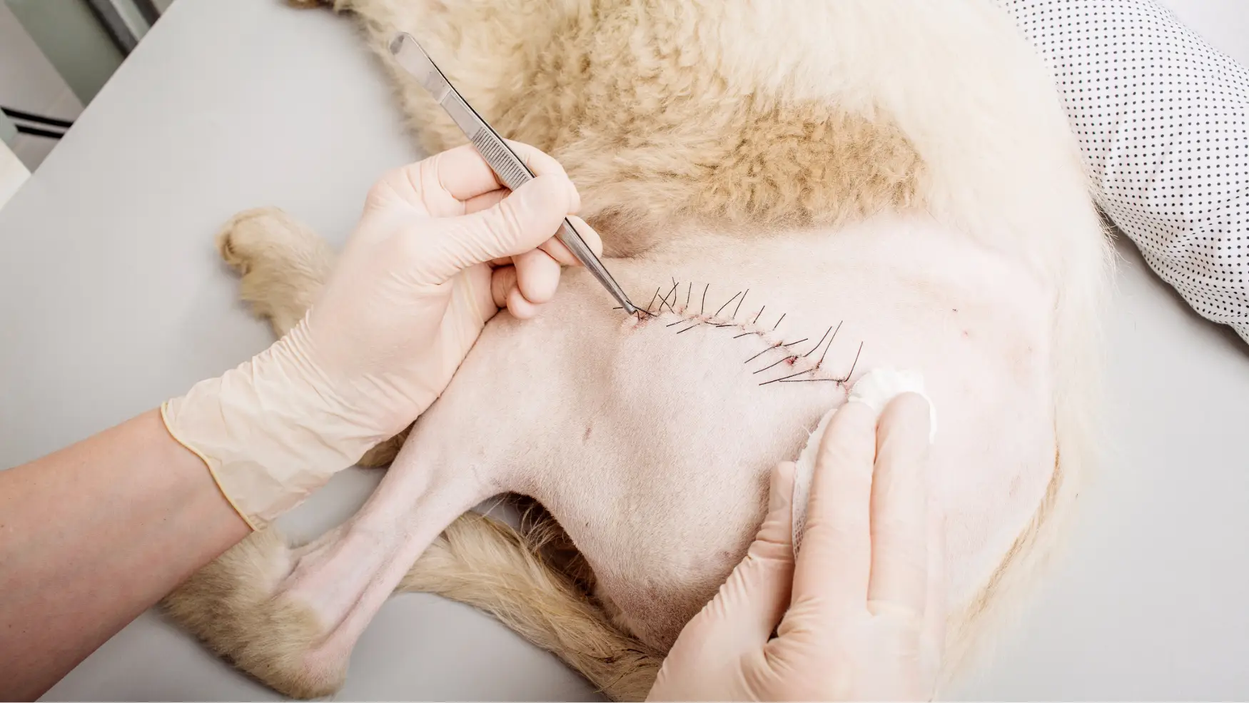 Wundheilungsstörung Hund nach OP – Tierarzt untersucht Operationsnaht mit sichtbaren Nähten