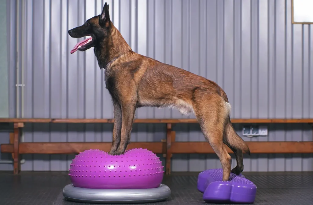 Belgischer Schäferhund steht auf Balance-Trainingsgeräten während einer physiotherapeutischen Übung zur Stärkung der Gelenke.