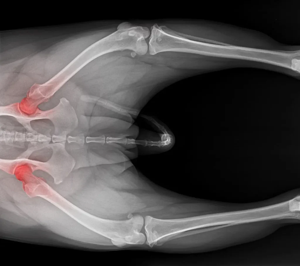Röntgenaufnahme der Hüftgelenke eines Hundes mit markierten arthrotischen Veränderungen in Rot.