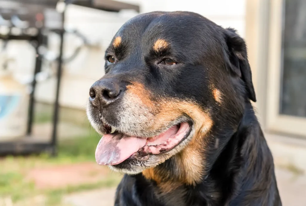 Nahaufnahme eines Rottweilers, einer Hunderasse, die anfällig für Gelenkprobleme wie Arthrose ist.
