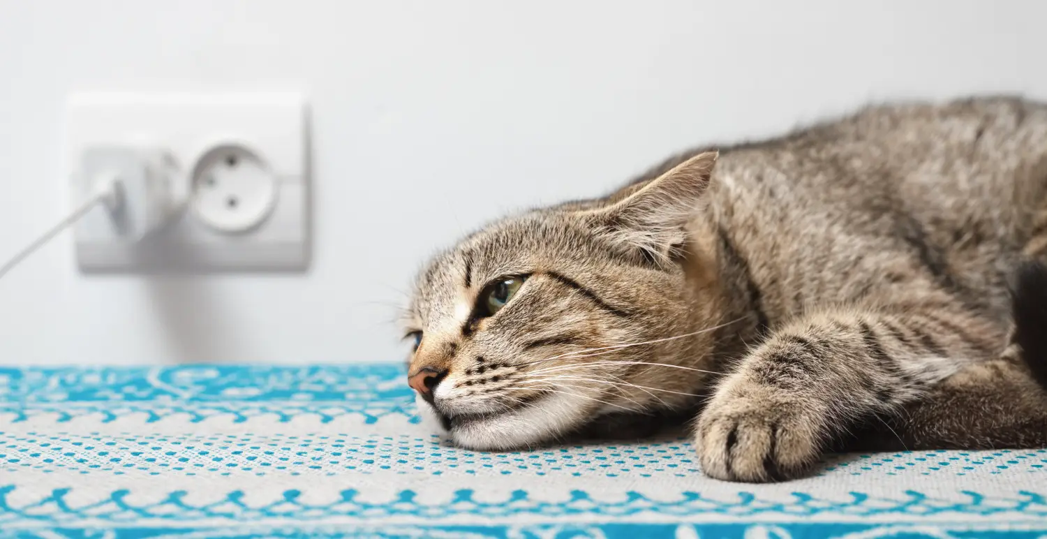 Schmerzen bei Katzen erkennen – erschöpfte Katze liegt auf einer Decke und zeigt Anzeichen von Unwohlsein