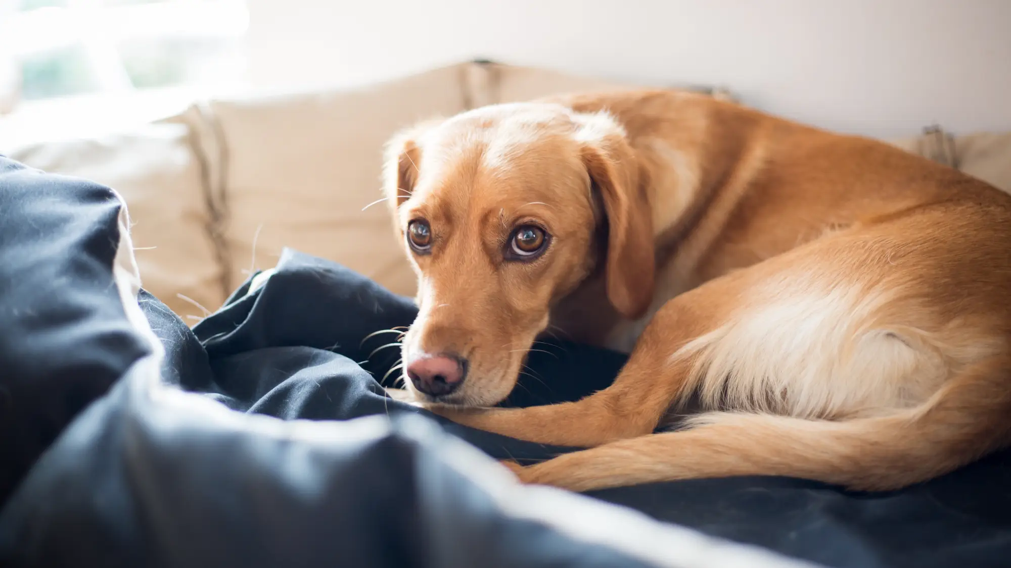 Schmerzen beim Hund erkennen – Hund zeigt mit zurückgezogenem Blick mögliche Anzeichen von Unwohlsein