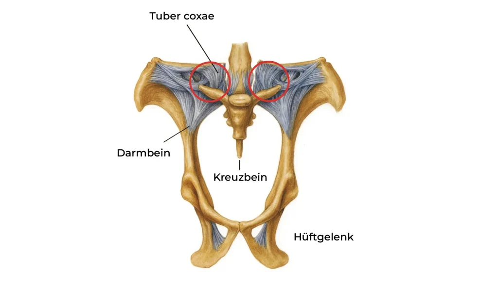 Kreuzbein-Darmbein-Gelenk (Iliosakralgelenk) des Pferdes mit Beschriftungen von Darmbein, Kreuzbein, Hüftgelenk und Tuber coxae.