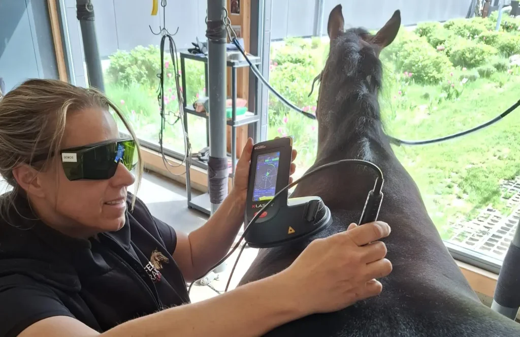 Iliosakralgelenk Pferd – Behandlung mit moderner K-Laser-Therapie durch eine Tierärztin.