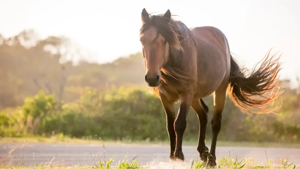 Braunes Pferd beim Gehen, Darstellung einer Veränderung im Gangbild mit unsicherem Bewegungsablauf.