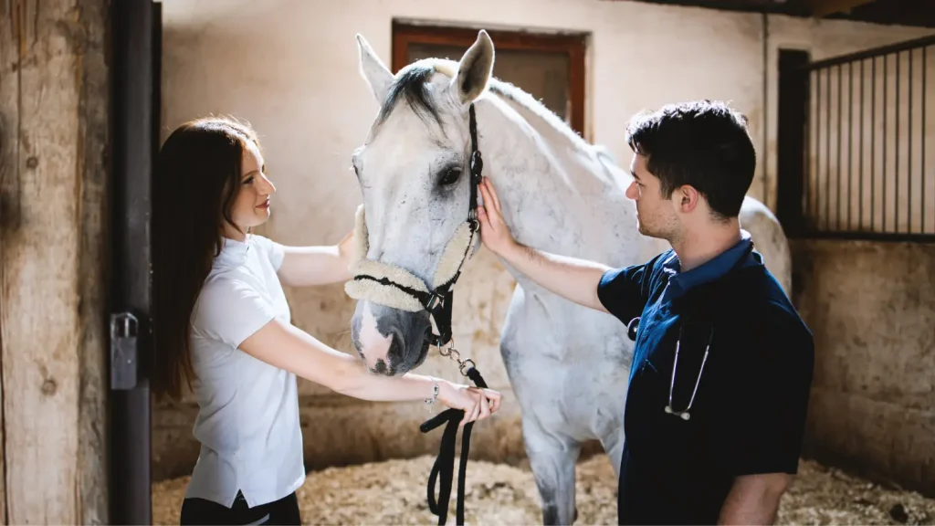 Tierarzt mit Stethoskop und Pferdebesitzerin untersuchen gemeinsam ein graues Pferd im Stall.