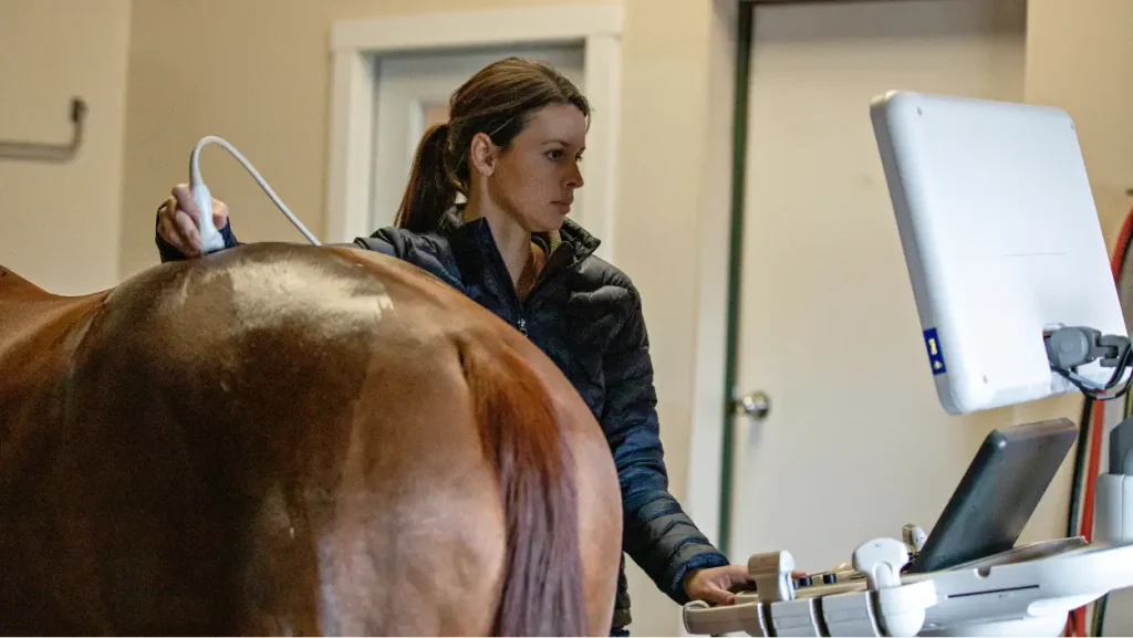 Tierärztin führt eine Ultraschalluntersuchung am Pferd durch.