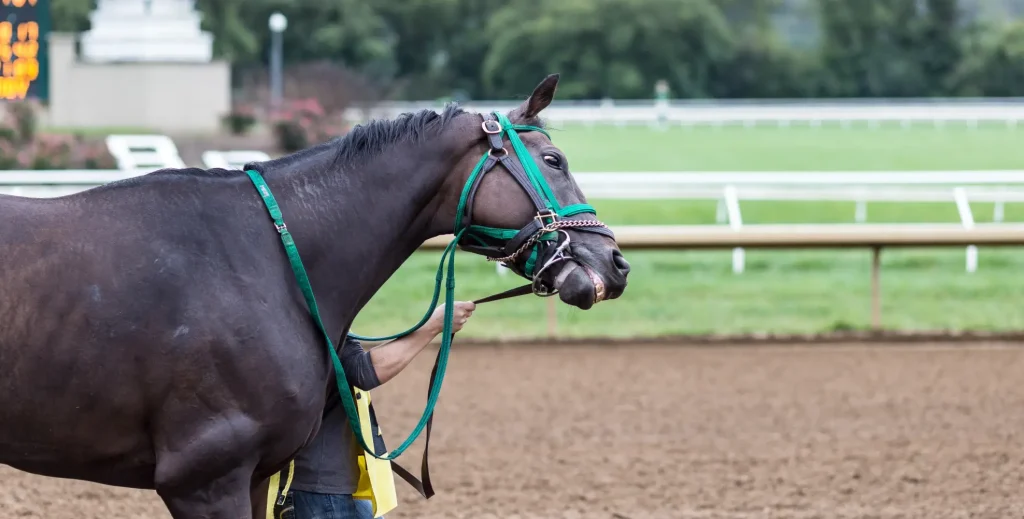 Pferd mit grüner Trense zeigt deutliches Widerstandsverhalten – hebt den Kopf und spannt sich gegen den Zügel.