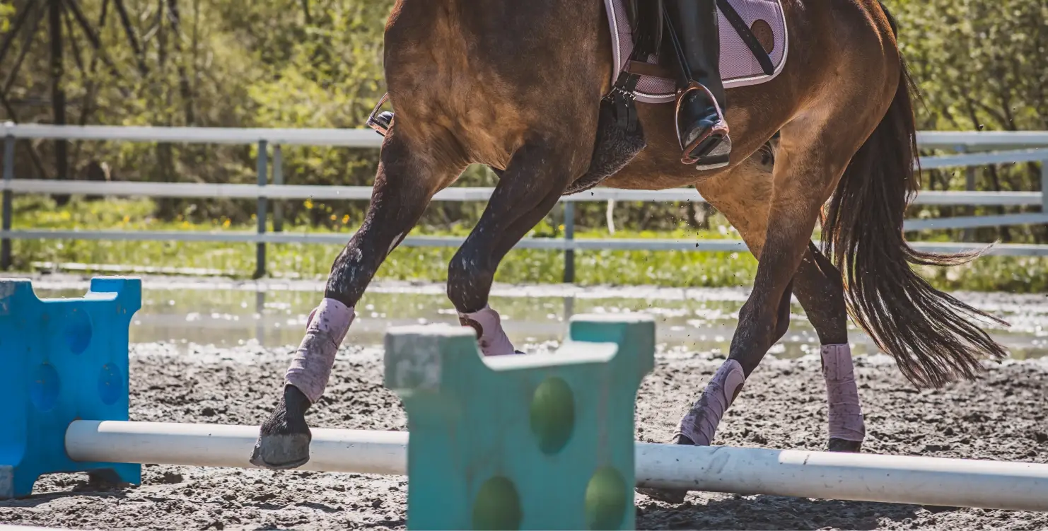 Pferd beim Cavaletti-Training im Reitplatz – abwechslungsreiches Training zur Stärkung der Rückenmuskulatur.