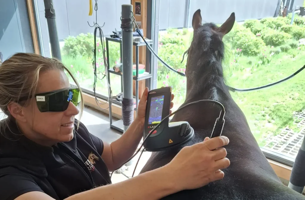 Therapeutin führt eine K-Laser-Behandlung am Rücken eines Pferdes durch – gezielte Therapie zur Regeneration der Muskulatur.