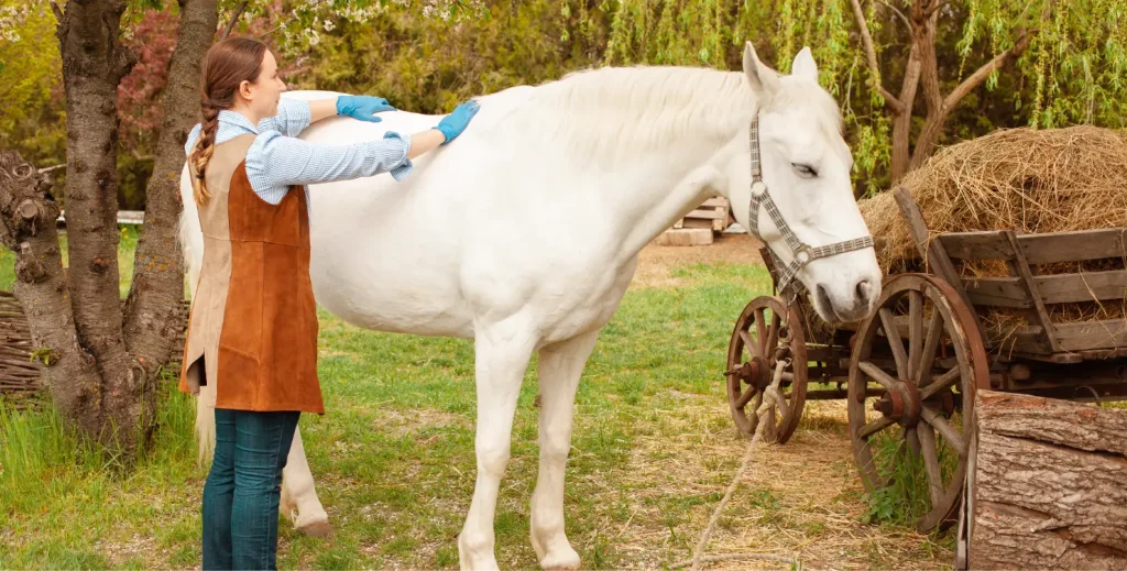 Tiertherapeutin untersucht den Rücken eines weißen Pferdes – Kontrolle der Muskulatur und mögliche Verspannungen.